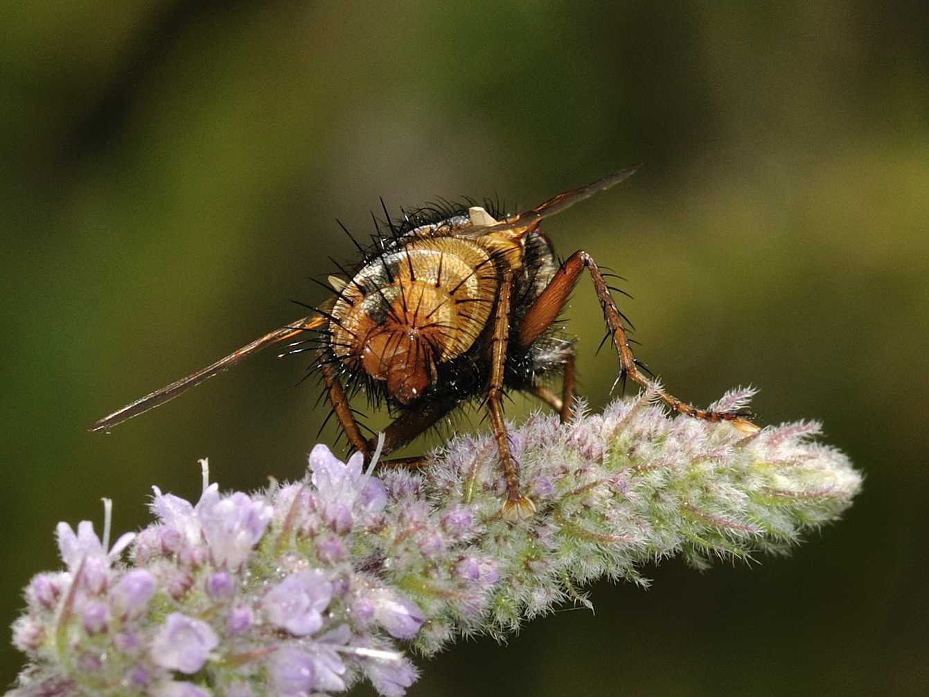 Tachina fera ♂ (Tachinidae)